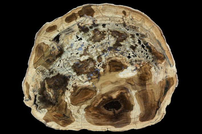 Petrified Wood (Cherry) Round - McDermitt, Oregon #104917